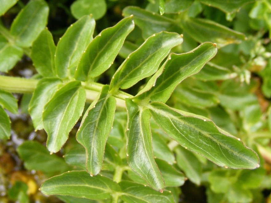 Cardamine amara / Billeri amaro